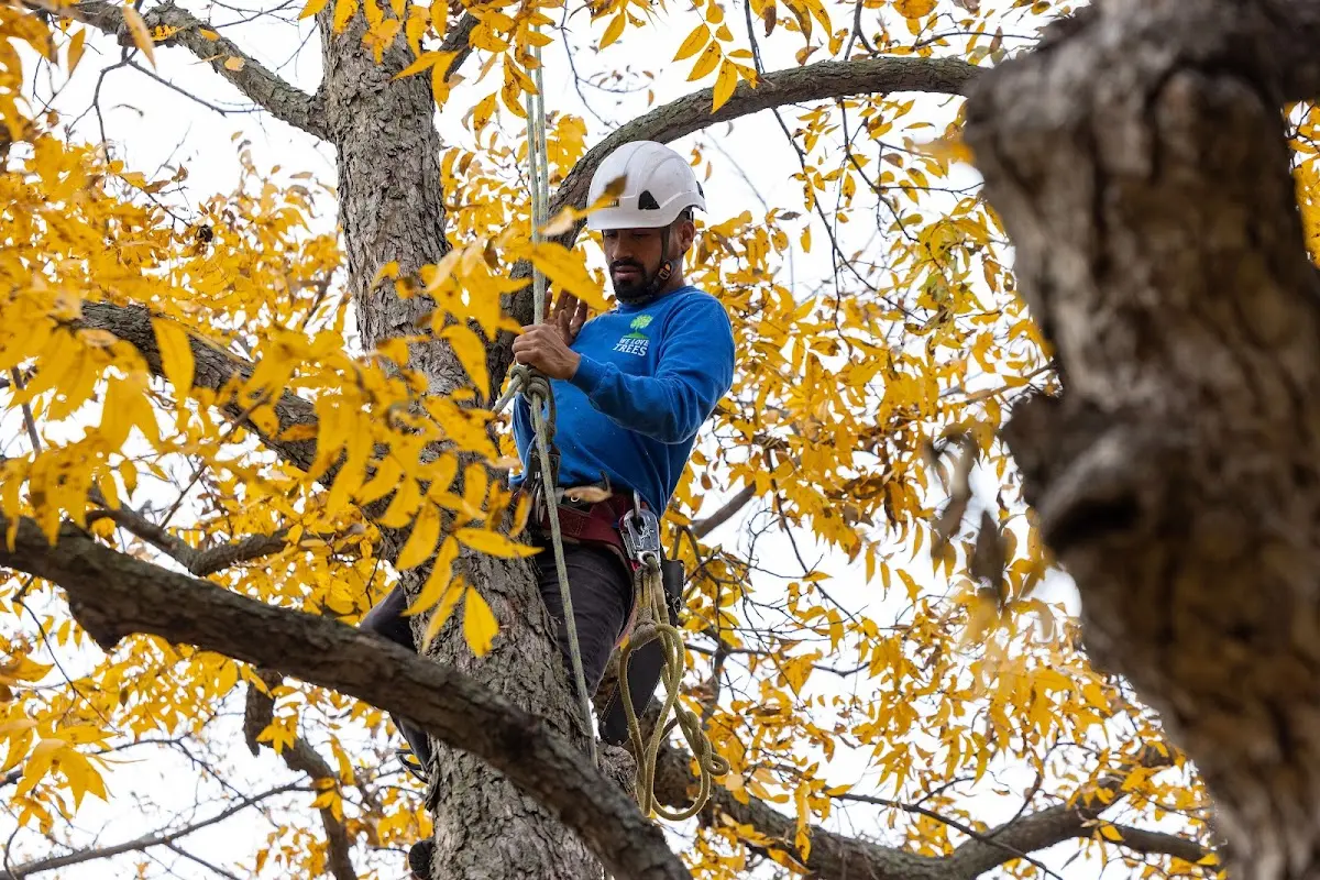 Skilled Tree Trimming crew working in Acton